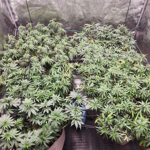  dahkness Purple majix × EC#16 growlog timeline photo
