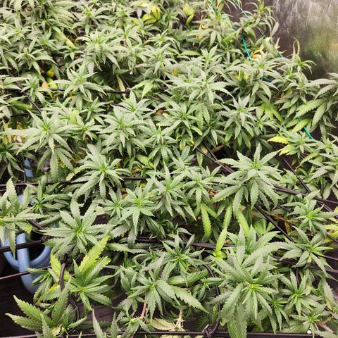  dahkness Purple majix × EC#16 growlog timeline photo