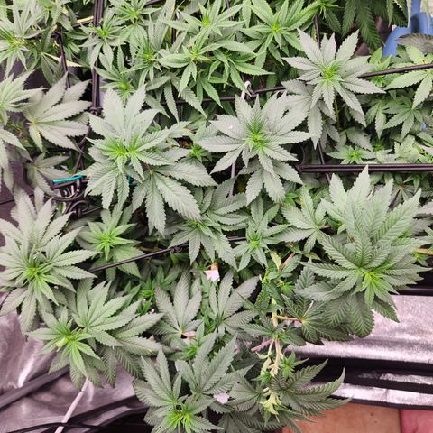  dahkness Purple majix × EC#16 growlog timeline photo