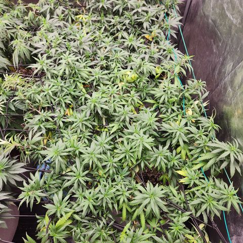  dahkness Purple majix × EC#16 growlog timeline photo