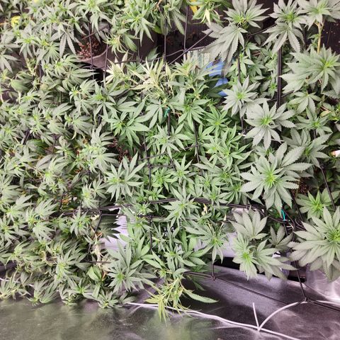  dahkness Purple majix × EC#16 growlog timeline photo