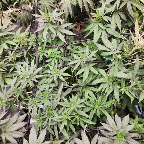  dahkness Purple majix × EC#16 growlog timeline photo