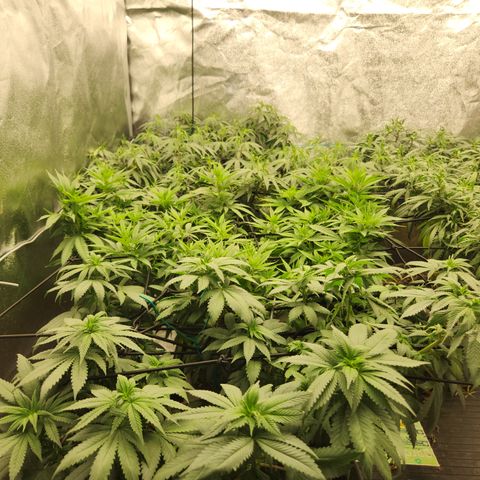  dahkness Purple majix × EC#16 growlog timeline photo