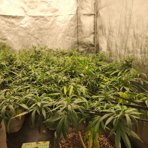  dahkness Purple majix × EC#16 growlog timeline photo