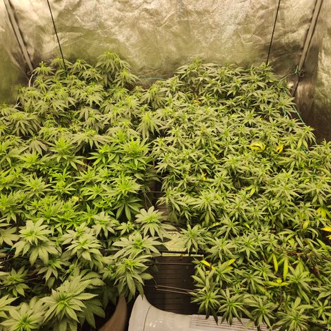  dahkness Purple majix × EC#16 growlog timeline photo