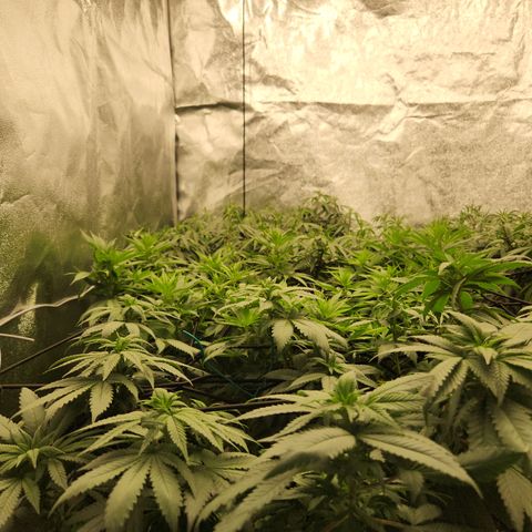  dahkness Purple majix × EC#16 growlog timeline photo