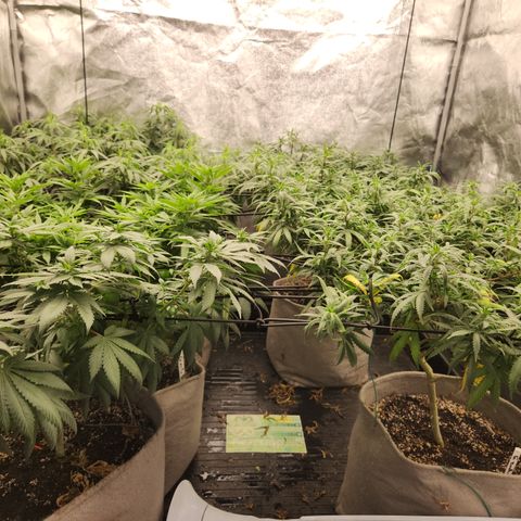  dahkness Purple majix × EC#16 growlog photo: Calmag