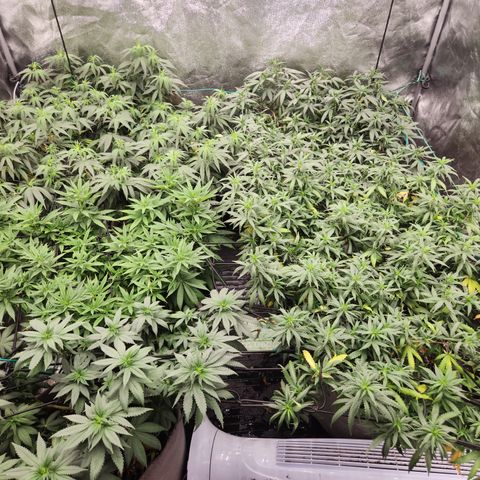  dahkness Purple majix × EC#16 growlog photo: Calmag