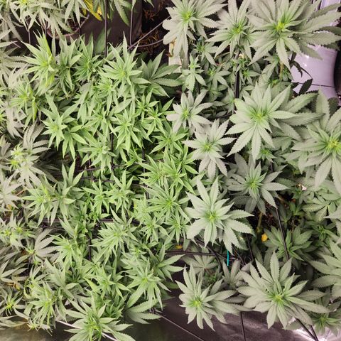  dahkness Purple majix × EC#16 growlog photo: Calmag