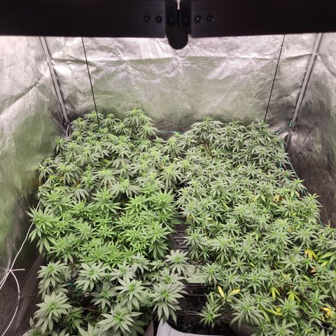  dahkness Purple majix × EC#16 growlog photo: Calmag
