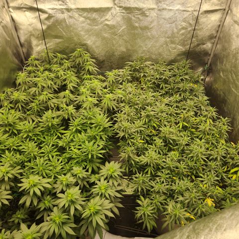  dahkness Purple majix × EC#16 growlog timeline photo