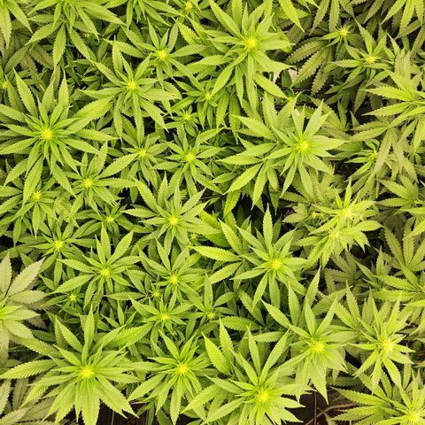  dahkness Purple majix × EC#16 growlog timeline photo