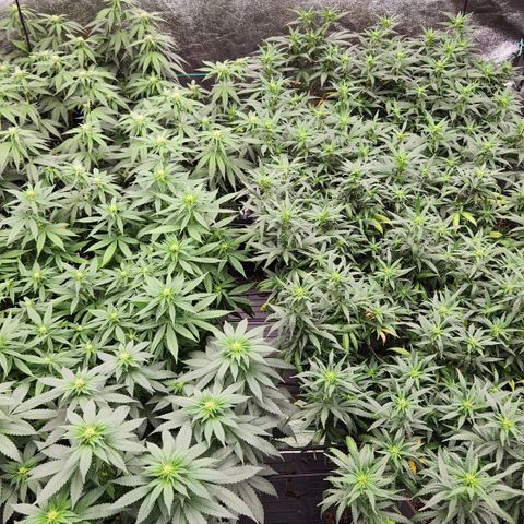  dahkness Purple majix × EC#16 growlog timeline photo