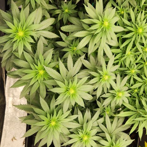  dahkness Purple majix × EC#16 growlog timeline photo