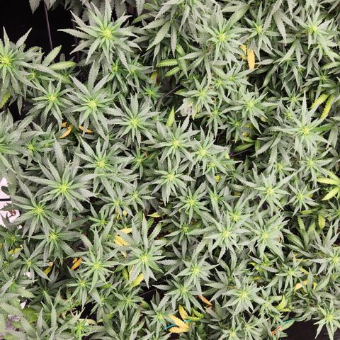  dahkness Purple majix × EC#16 growlog timeline photo