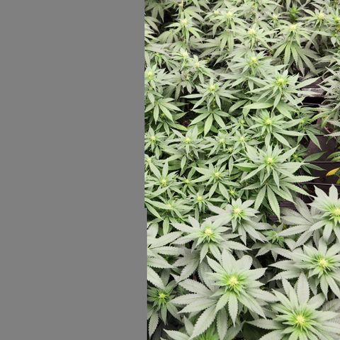  dahkness Purple majix × EC#16 growlog timeline photo