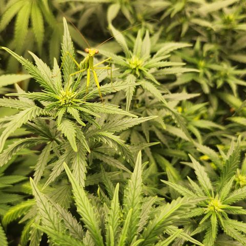  dahkness Purple majix × EC#16 growlog timeline photo