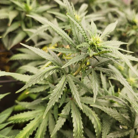  dahkness Purple majix × EC#16 growlog timeline photo