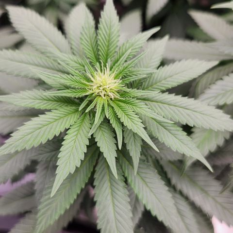  dahkness Purple majix × EC#16 growlog timeline photo