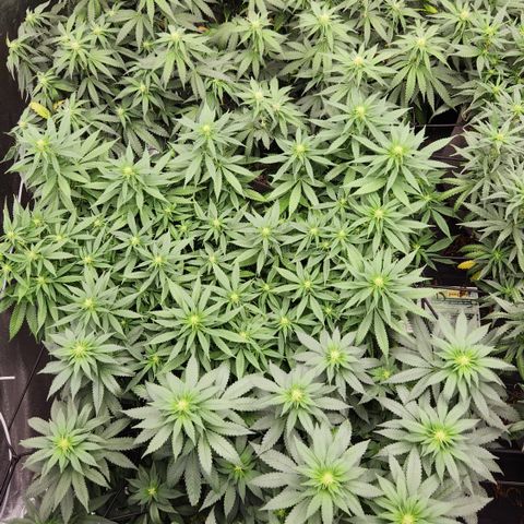 dahkness Purple majix × EC#16 growlog timeline photo