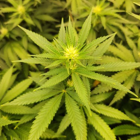  dahkness Purple majix × EC#16 growlog timeline photo