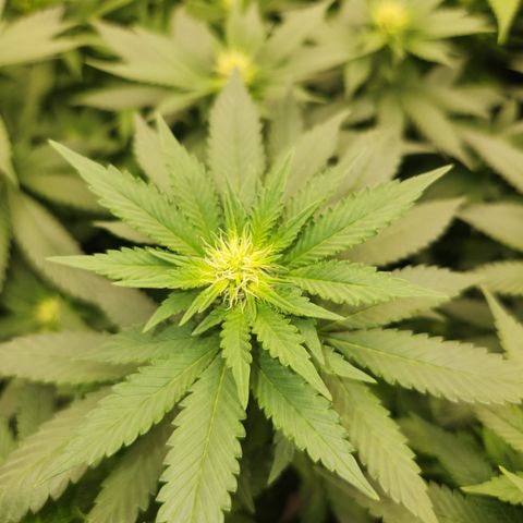 dahkness Purple majix × EC#16 growlog timeline photo