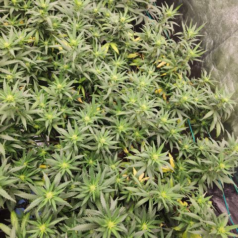  dahkness Purple majix × EC#16 growlog timeline photo
