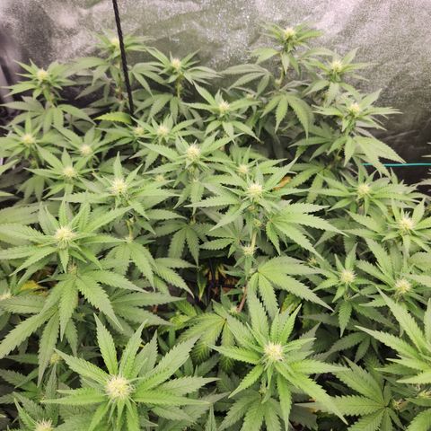  dahkness Purple majix × EC#16 growlog timeline photo