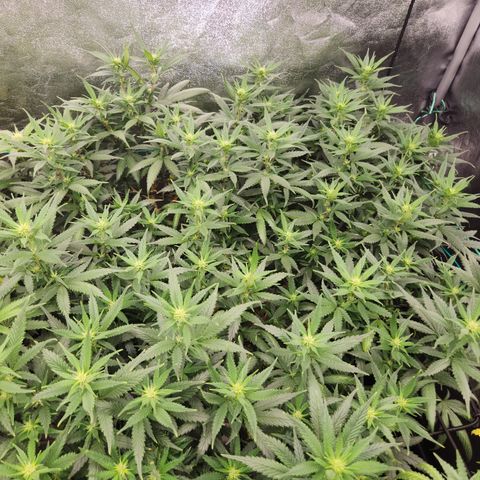  dahkness Purple majix × EC#16 growlog timeline photo