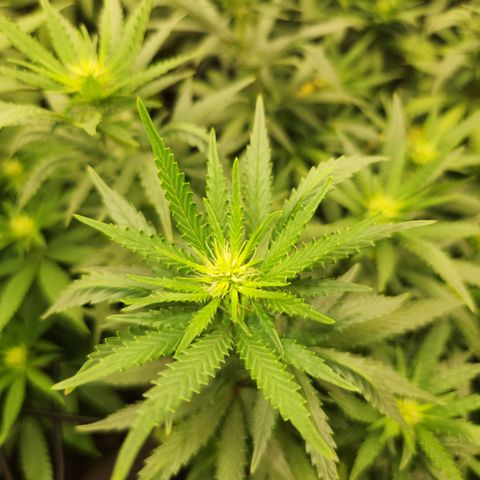  dahkness Purple majix × EC#16 growlog timeline photo
