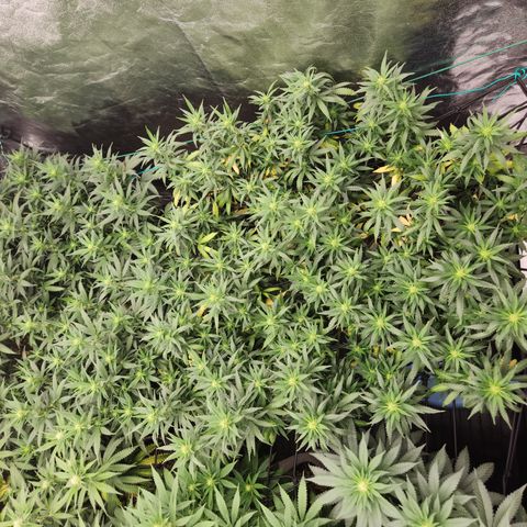 dahkness Purple majix × EC#16 growlog timeline photo