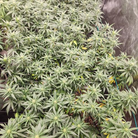  dahkness Purple majix × EC#16 growlog photo: Will see you on sunday girls