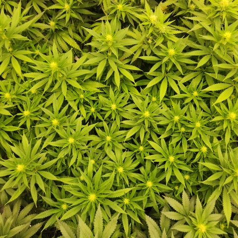  dahkness Purple majix × EC#16 growlog timeline photo