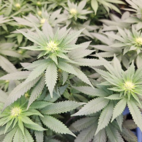  dahkness Purple majix × EC#16 growlog timeline photo