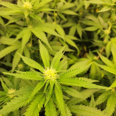  dahkness Purple majix × EC#16 growlog timeline photo