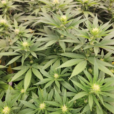  dahkness Purple majix × EC#16 growlog timeline photo