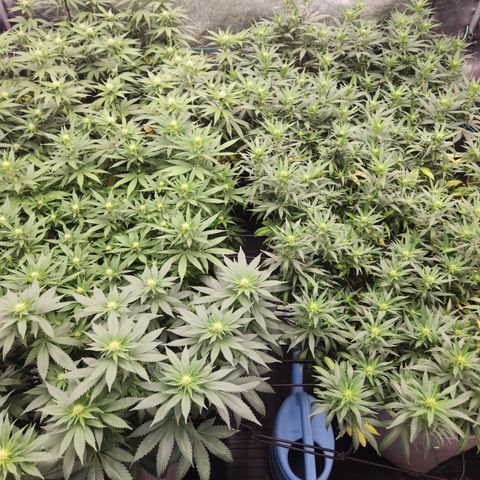  dahkness Purple majix × EC#16 growlog timeline photo