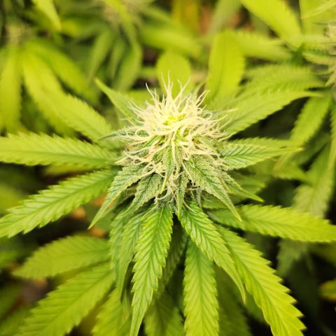  dahkness Purple majix × EC#16 growlog timeline photo