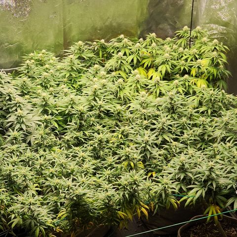  dahkness Purple majix × EC#16 growlog timeline photo