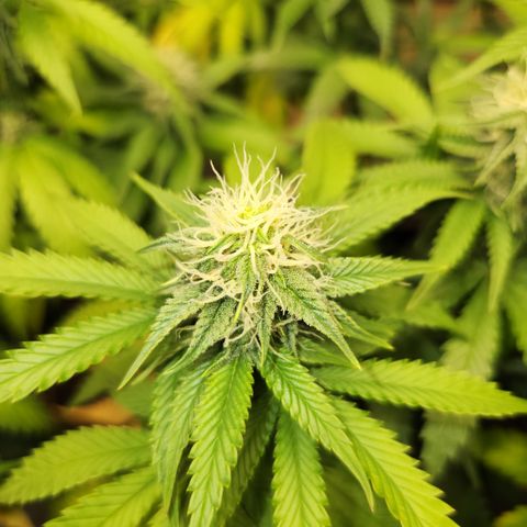  dahkness Purple majix × EC#16 growlog timeline photo