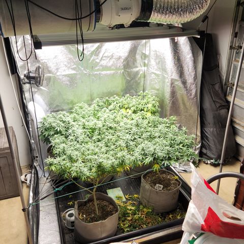  dahkness Purple majix × EC#16 growlog timeline photo