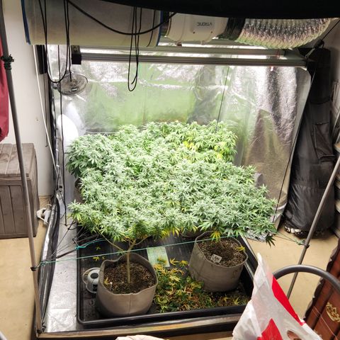  dahkness Purple majix × EC#16 growlog timeline photo
