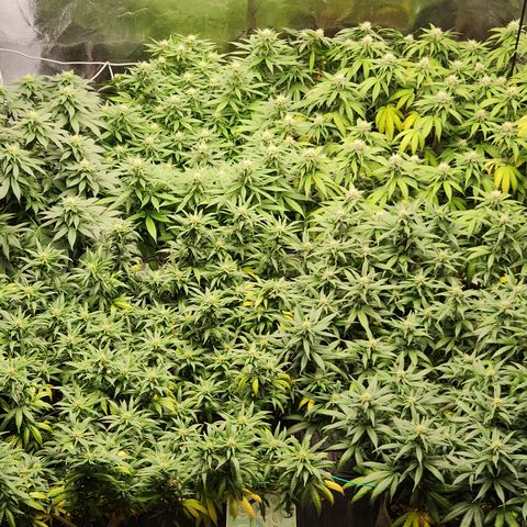  dahkness Purple majix × EC#16 growlog timeline photo