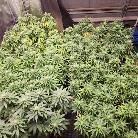  dahkness Purple majix × EC#16 growlog timeline photo
