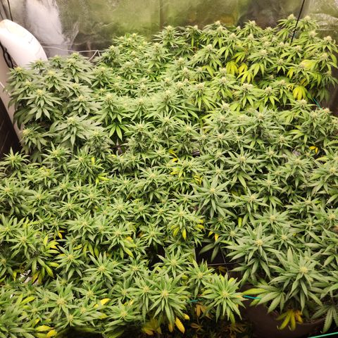  dahkness Purple majix × EC#16 growlog timeline photo