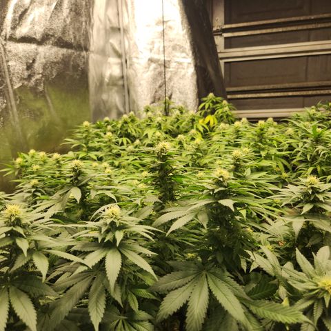  dahkness Purple majix × EC#16 growlog timeline photo