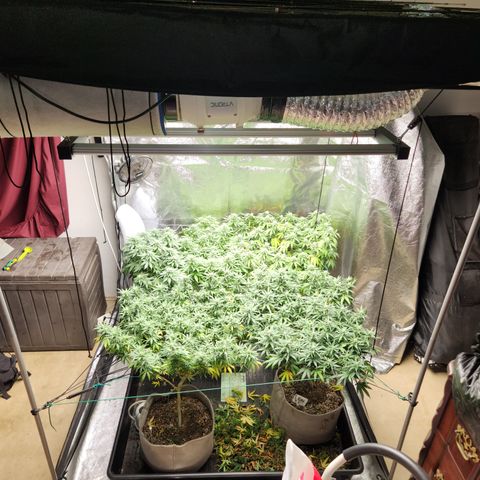  dahkness Purple majix × EC#16 growlog timeline photo