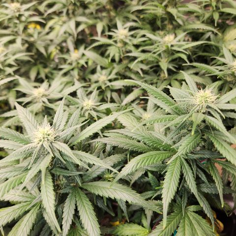 dahkness Purple majix × EC#16 growlog timeline photo