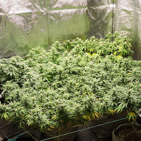  dahkness Purple majix × EC#16 growlog timeline photo