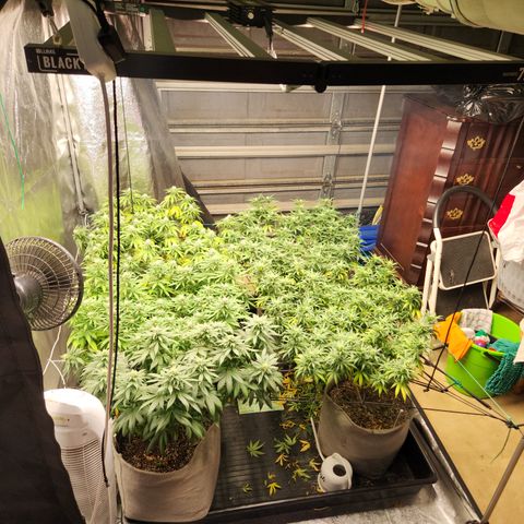  dahkness Purple majix × EC#16 growlog timeline photo